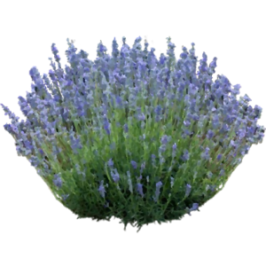 Lavande