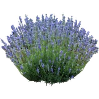Lavande