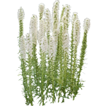 Liatris spicata alba