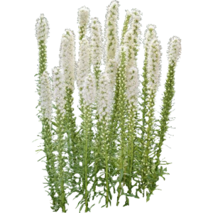 Liatris spicata alba