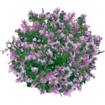 Lilas 2