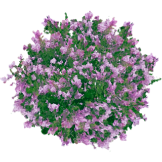 Lilas 2