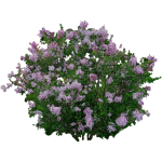 Lilas