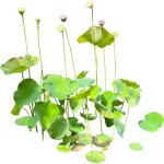 Lotus sacré