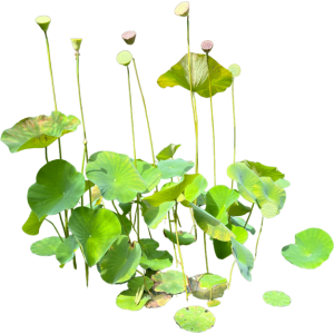 Lotus sacré