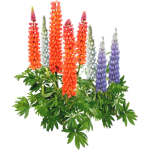 Lupins