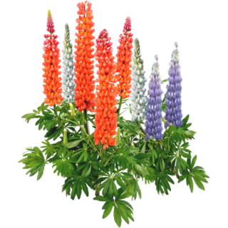 Lupins