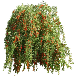 Lyciet (goji)