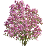 Magnolia