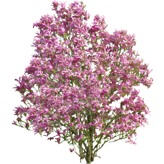 Magnolia