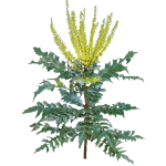 Mahonia