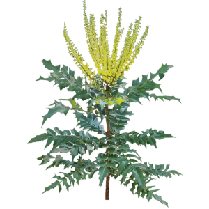 Mahonia