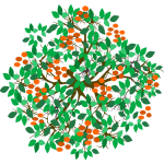 Mandarinier