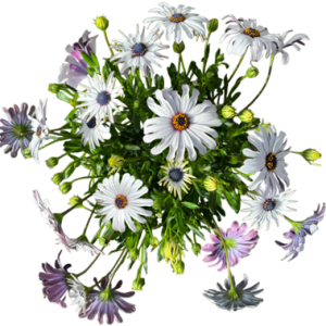 Marguerite du cap