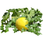 Melon Canari