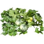 Melon