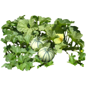 Melon