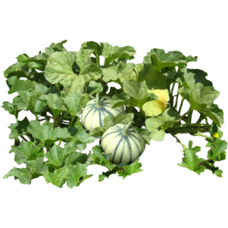 Melon