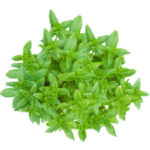 Menthe