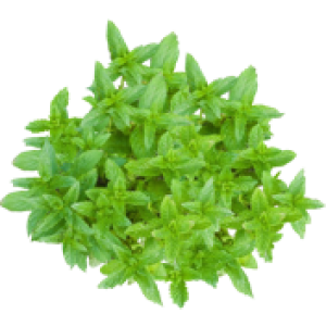 Menthe