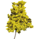 Mimosa