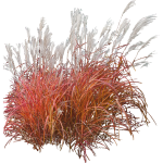 Miscanthus fire dragon