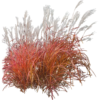 Miscanthus fire dragon