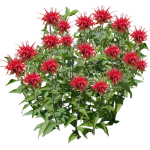 Monarde didyme