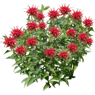 Monarde didyme