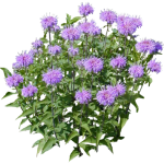 Monarde fistuleuse