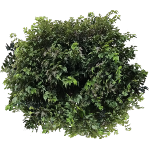 Mûrier