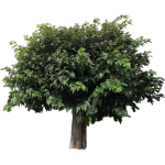 Mûrier platane