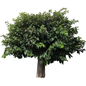 Mûrier platane