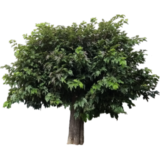 Mûrier platane