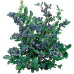 Myrtillier