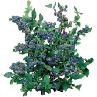 Myrtillier