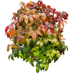 Nandina