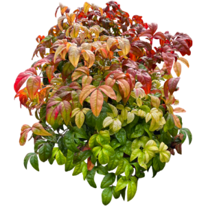 Nandina