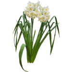 Narcisse