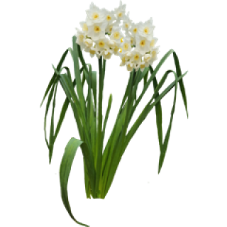Narcisse