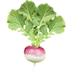 Navet
