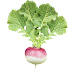 Navet