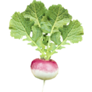 Navet