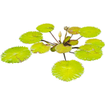 Nénuphar