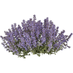 Népéta
