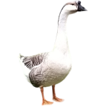 Oie