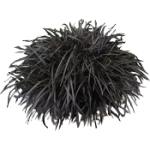 Ophiopogon niger