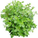 Origan