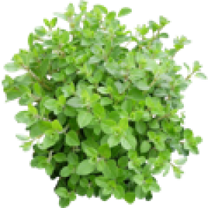 Origan