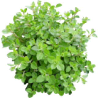 Origan